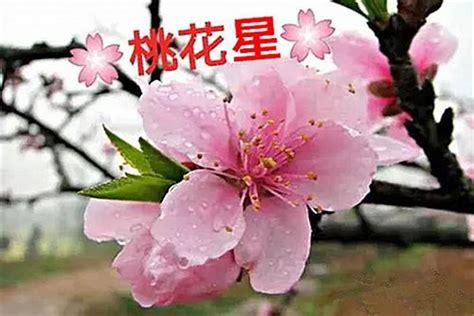 八字如何看桃花|八字中的桃花什麼意思？最全講解